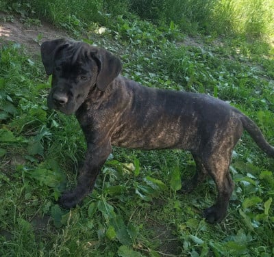 Les chiots de Cane Corso