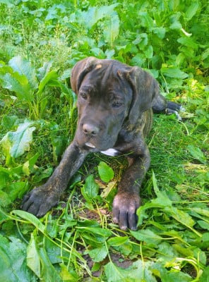 Les chiots de Cane Corso