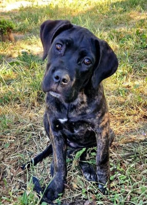 Les chiots de Cane Corso