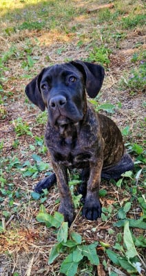 Les chiots de Cane Corso