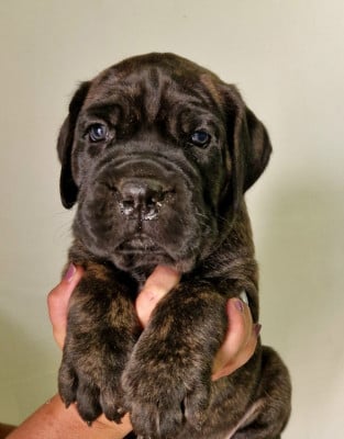 Les chiots de Cane Corso