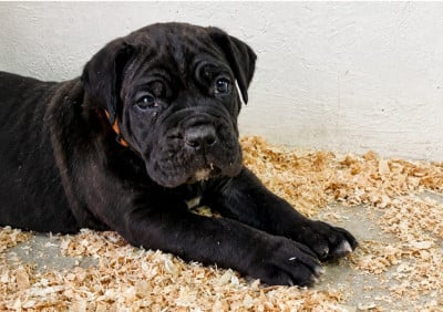 Les chiots de Cane Corso