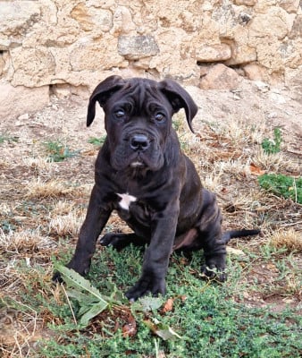 Les chiots de Cane Corso