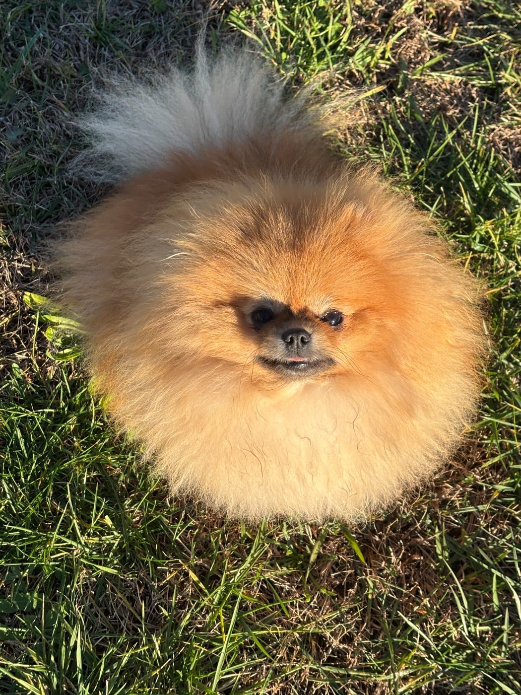 julian's royal utyasha