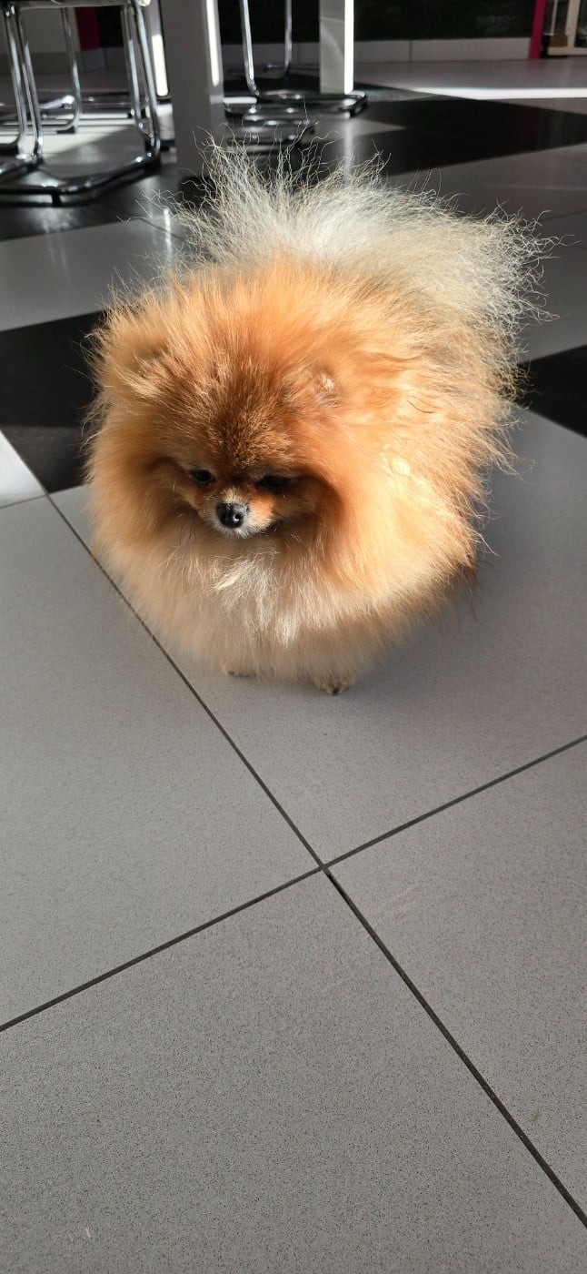 julian's royal utyasha