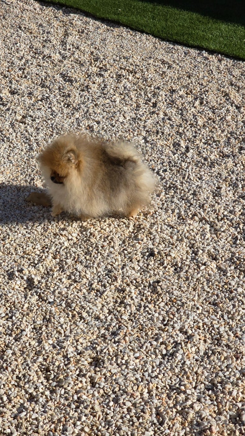 julian's royal utyasha