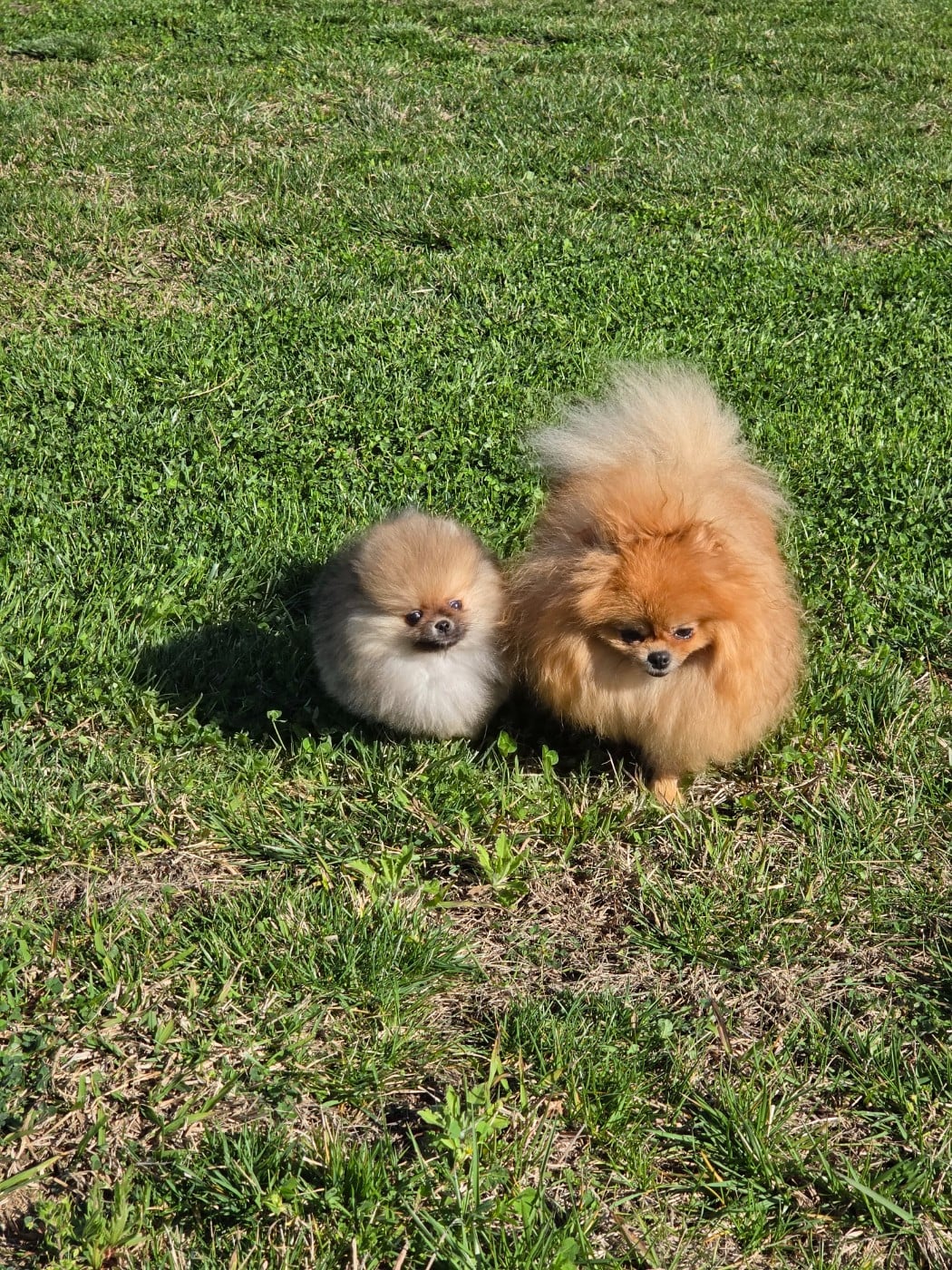 Bestie Des Poms Poms Girls