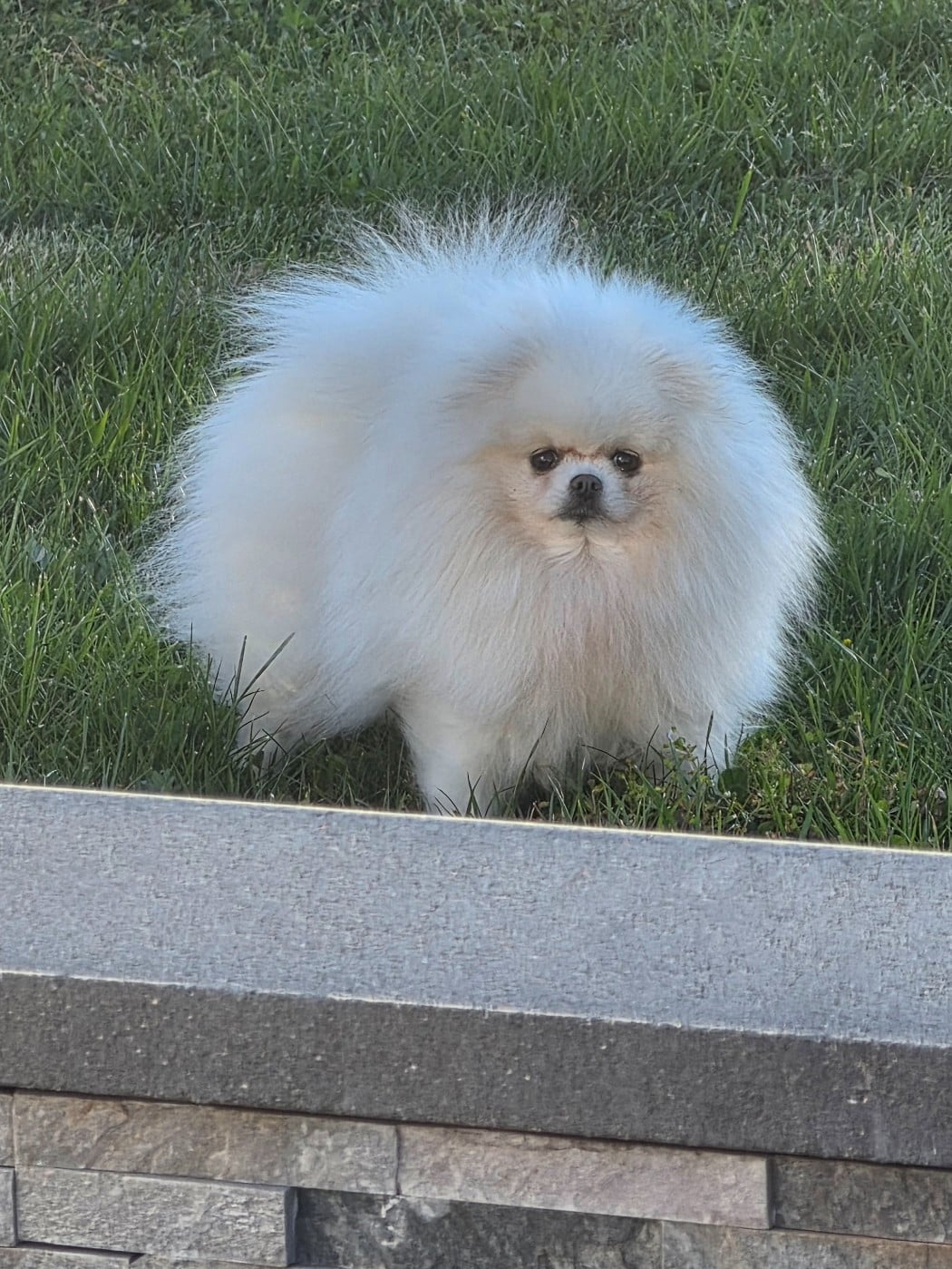 Belosnezhnyy favorit Vel ma