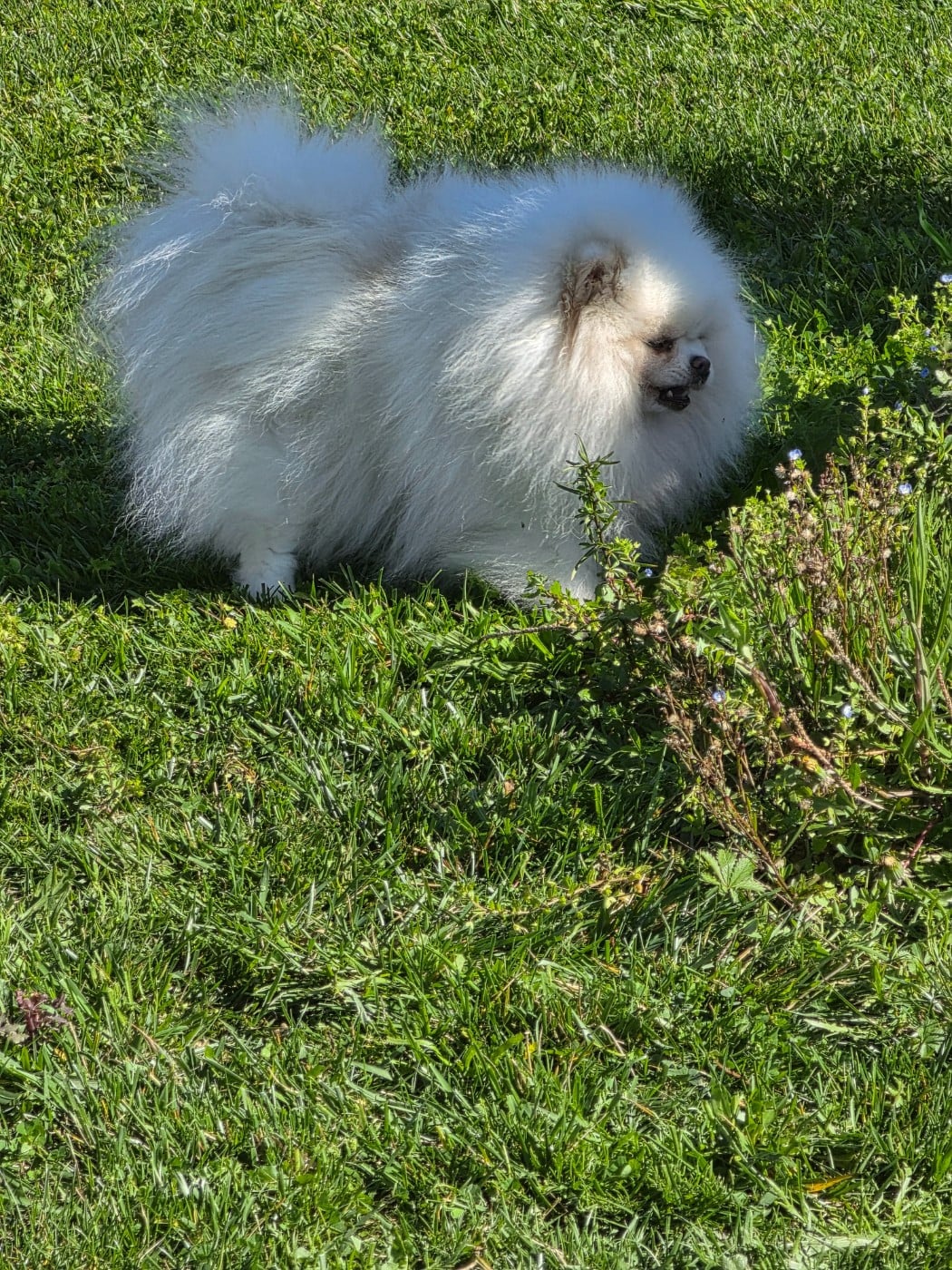 Belosnezhnyy favorit Vel ma