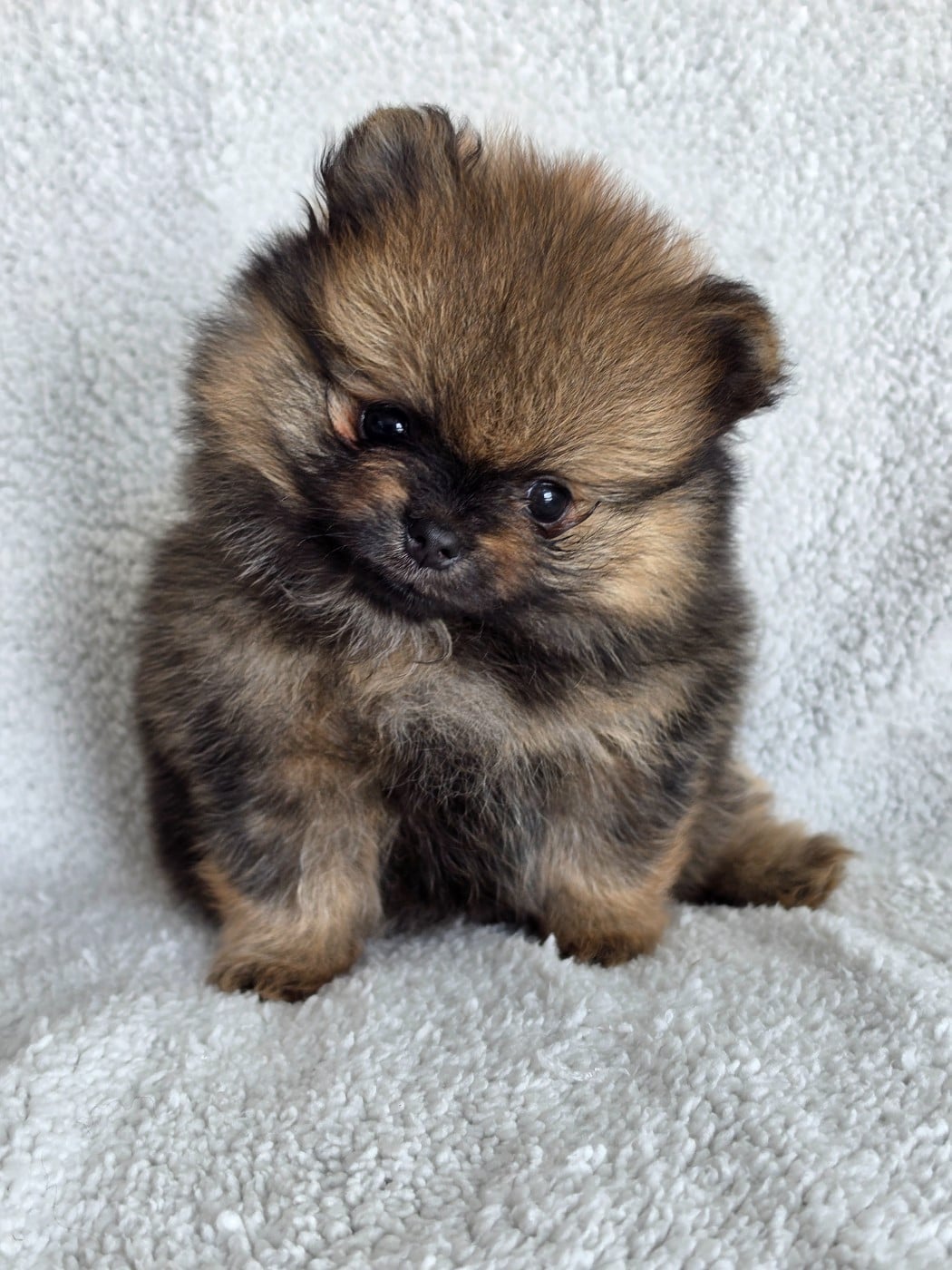 Barney - Spitz allemand