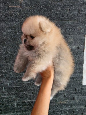 Spitz allemand