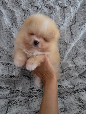 Bloom - Spitz allemand