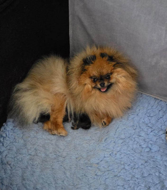 Spitz allemand - Des Poms Poms Girls