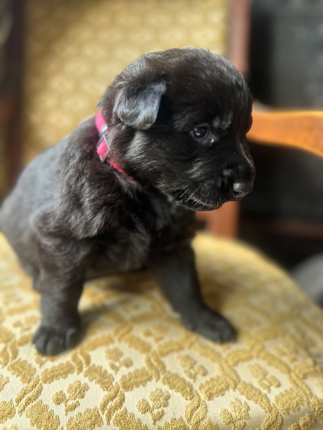 CHIOT collier rouge - Berger Allemand