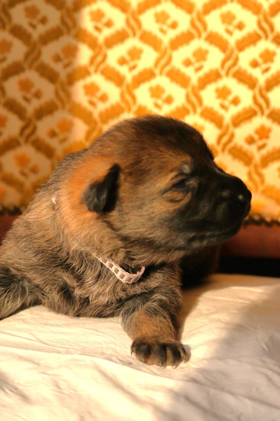 CHIOT 5 collier gros - Berger Allemand