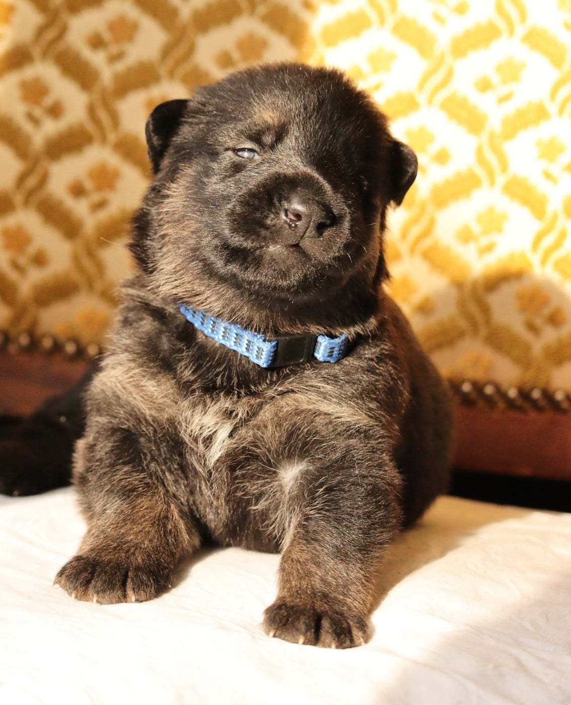 CHIOT 6 collier bleu - Berger Allemand