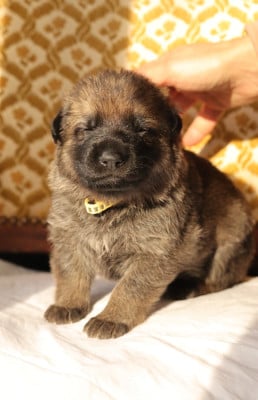 Les chiots de Berger Allemand