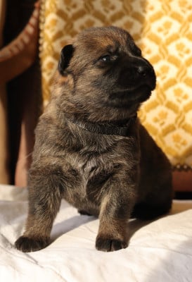 Les chiots de Berger Allemand