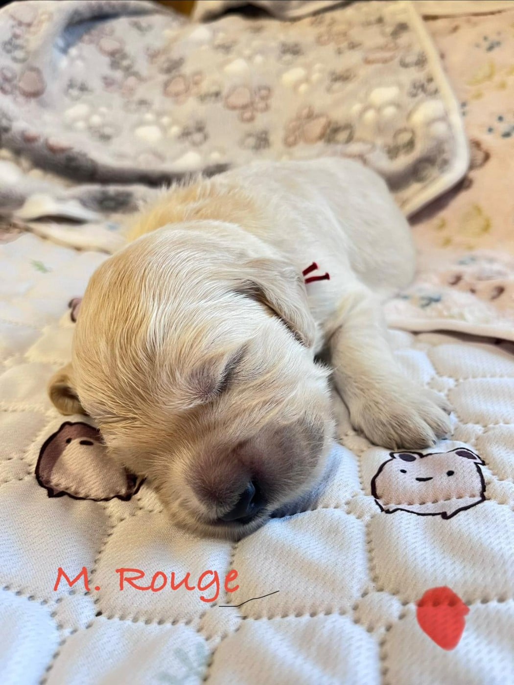 M ROUGE - Golden Retriever