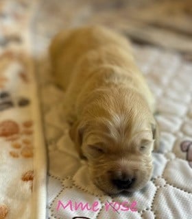 Les chiots de Golden Retriever