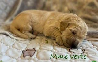 Les chiots de Golden Retriever