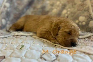 Les chiots de Golden Retriever