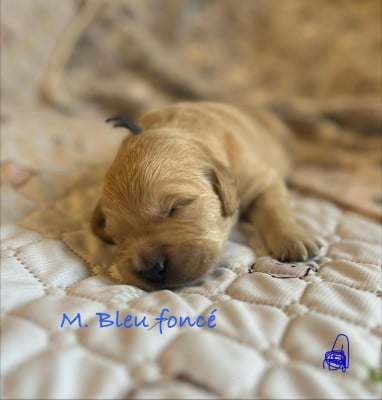 Les chiots de Golden Retriever