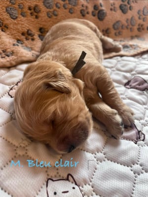 Les chiots de Golden Retriever