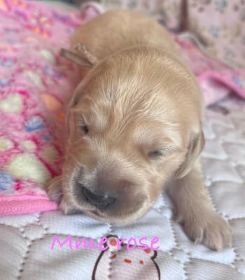 Les chiots de Golden Retriever