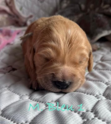 Les chiots de Golden Retriever