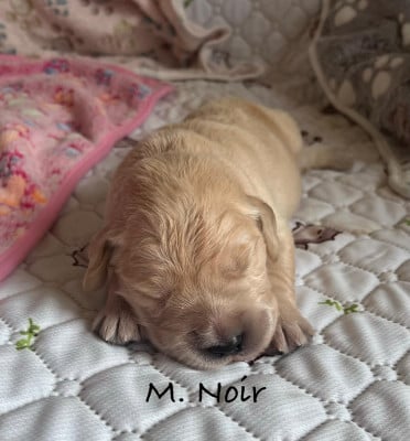 Les chiots de Golden Retriever