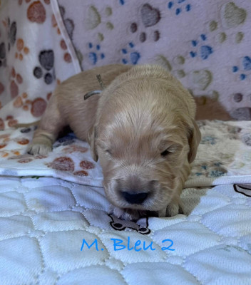 Les chiots de Golden Retriever