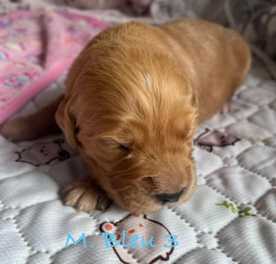 Les chiots de Golden Retriever