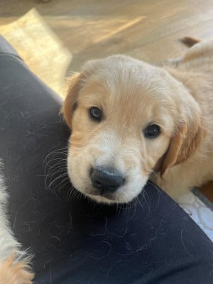 Les chiots de Golden Retriever