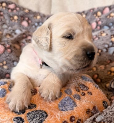Les chiots de Golden Retriever