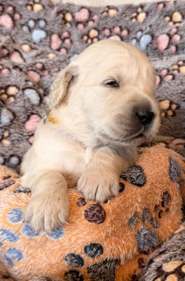 Les chiots de Golden Retriever