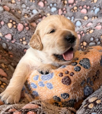 Les chiots de Golden Retriever