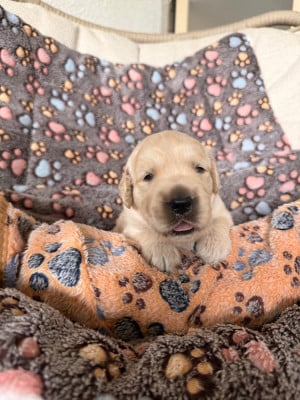 Les chiots de Golden Retriever