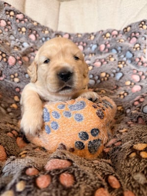 Les chiots de Golden Retriever