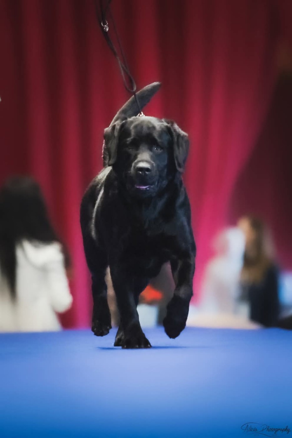 Publication : Black Nobleheart