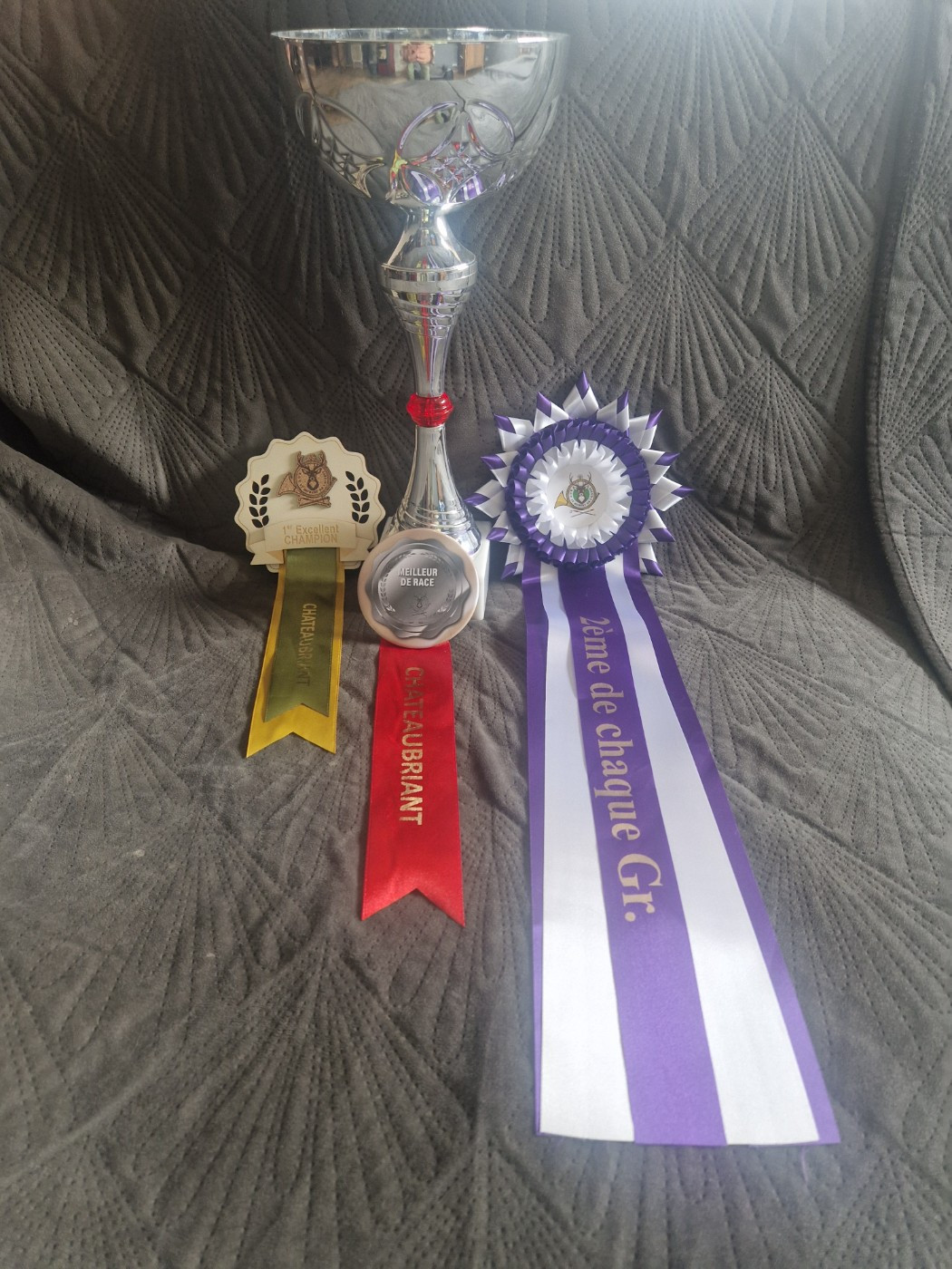 CH. Salto De La Gresilliere - 1ER EXCELLENT - MEILLEUR DE SEXE OPPOSE - MEILLEUR CHAMPION -2é GROUPE 8