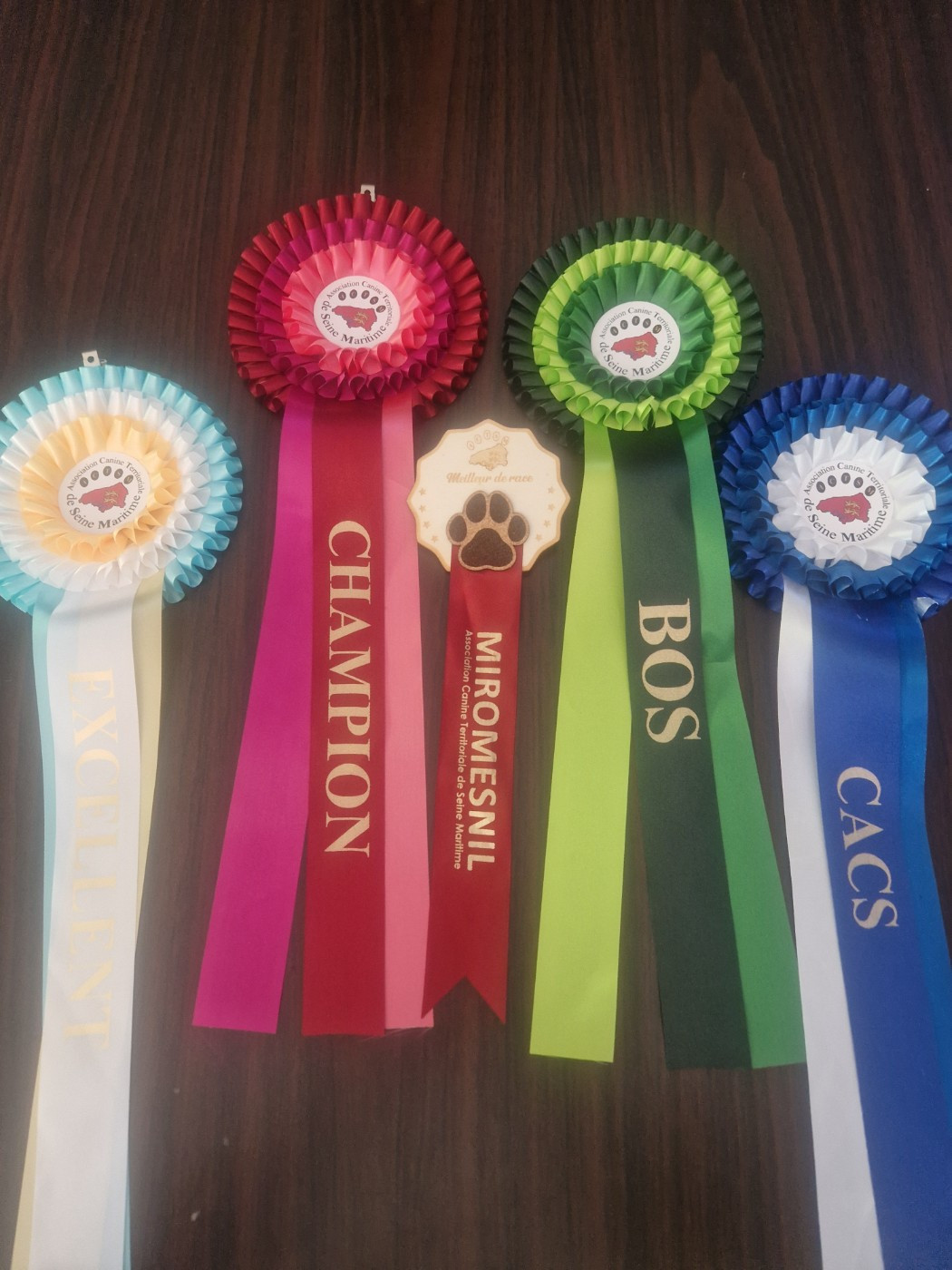 CH. Salto De La Gresilliere - 1ER EXCELLENT - MEILLEUR DE RACE - MEILLEUR CHAMPION