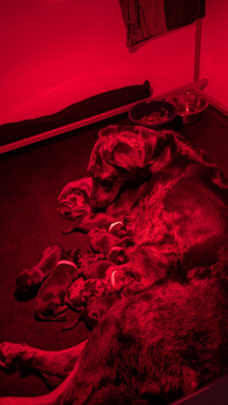 Berger de Beauce - De La Contrée De Tegga