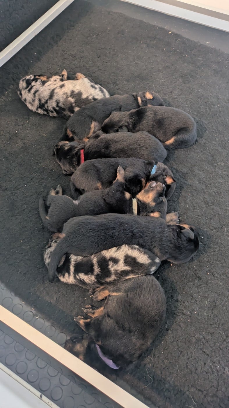 Berger de Beauce - De La Contrée De Tegga