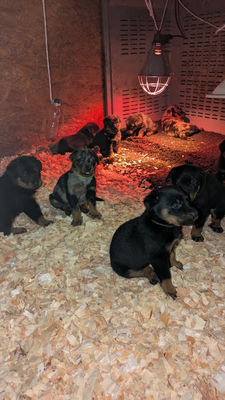 Berger de Beauce - De La Contrée De Tegga