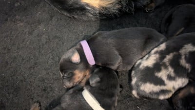 Les chiots de Berger de Beauce