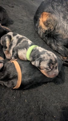 Les chiots de Berger de Beauce
