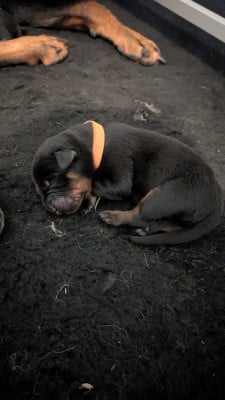 Les chiots de Berger de Beauce