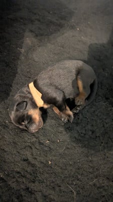 Les chiots de Berger de Beauce