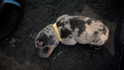 Les chiots de Berger de Beauce